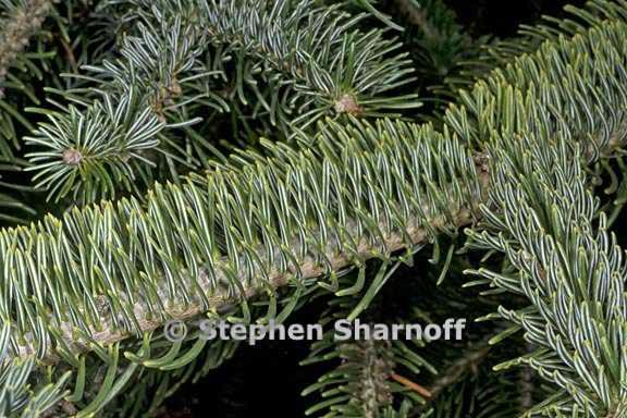 abies nordmanniana ssp equi trojani 3 graphic